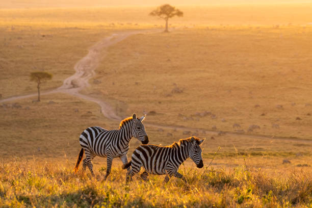 African Wildlife Tours